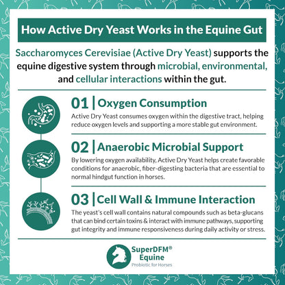 SuperDFM Equine Probiotics for Horses - All-Natural Horse Supplements to Support Gut Health & Nutrient Absorption - 1 lb (454 g) Approx. 224 Servings