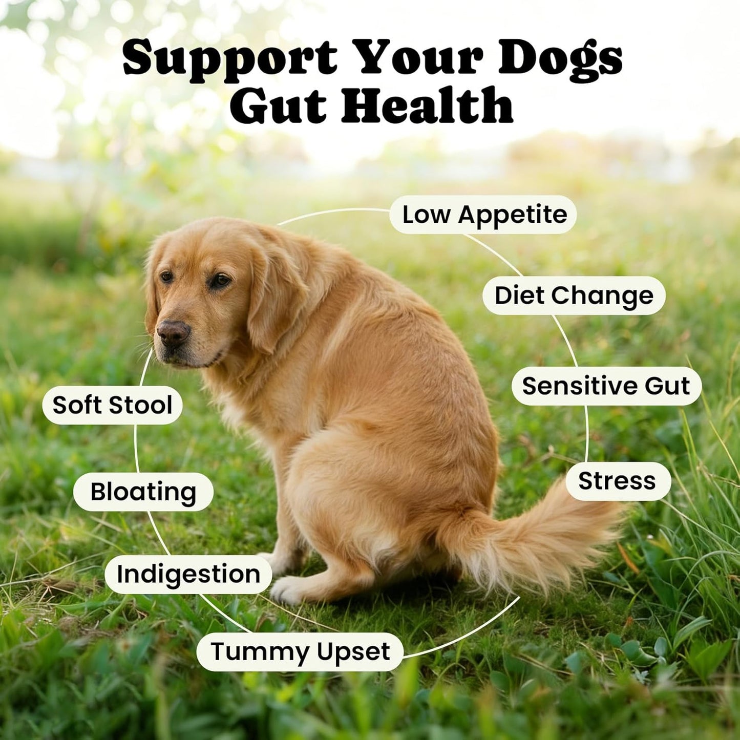 Probiotics for Dogs - Dog Probiotics Powder with 11 Strains, 4 Prebiotics & 5 Enzymes, Pet Probiotic Help Flora Balance, Digestion Health & Gut Support, Diarrhea and Yeast Infection -60 Single Packets