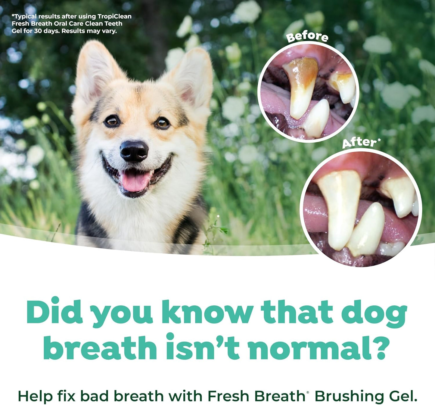 TropiClean Fresh Breath No Brush Total Care Kit | Dog Dental Hygiene| Dog Teeth Cleaning Made Easy | Water Additive No Brushing Toothpaste for Dogs