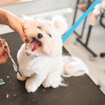 Slip Lead Dog Leash, 12 Pack 6 FT Short Leash with O-Ring for Small, Medium & Large Dogs, Pet Leads Leashes Bulk for Walking, Training, Rescues, Grooming, Shelter, Running Outdoor