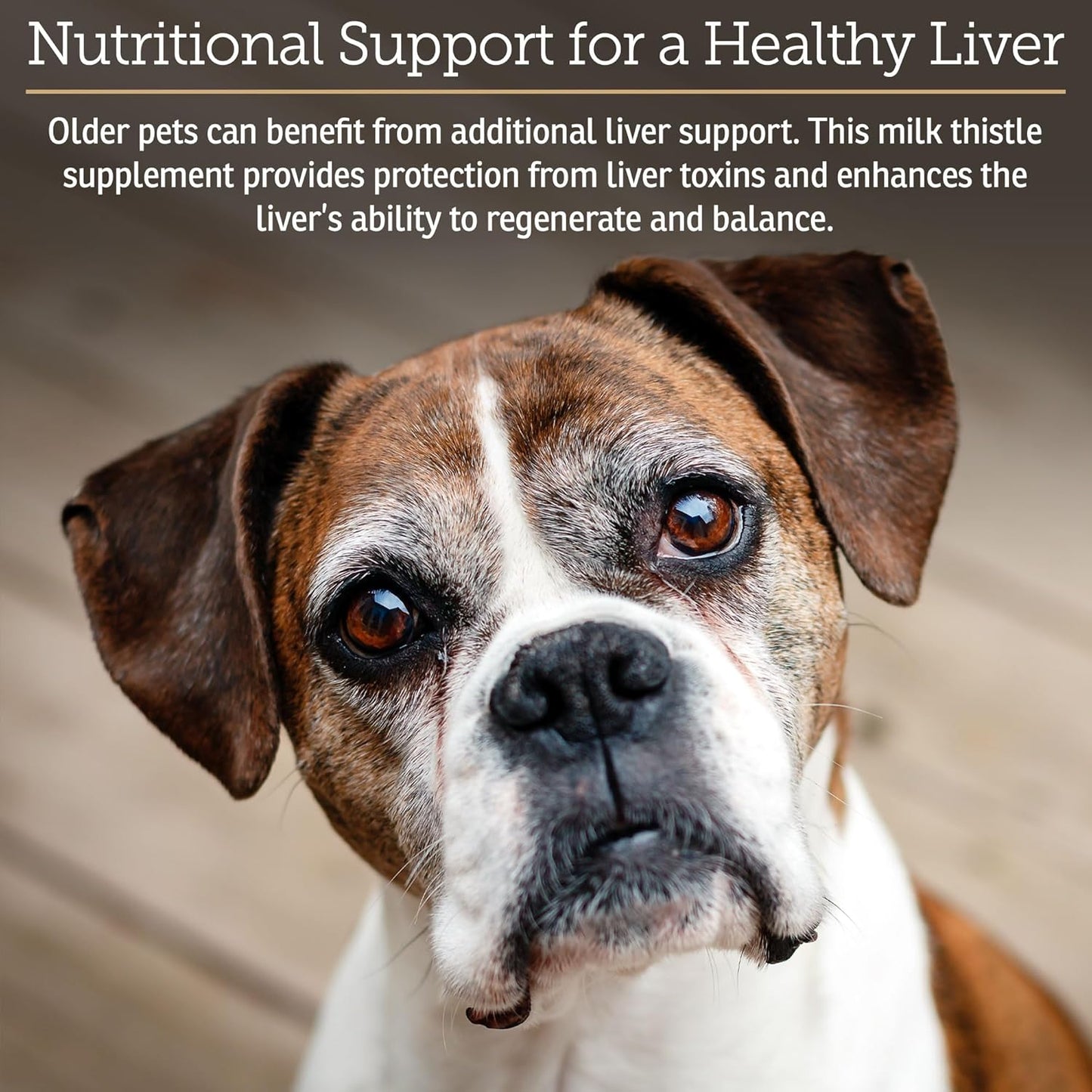 Rx Vitamins Liquid Hepato Support for Dogs & Cats - Liver Support Supplement with Milk Thistle for Dogs (Silymarin & Silybinin) and Vitamin B - Bacon Flavor (4oz)