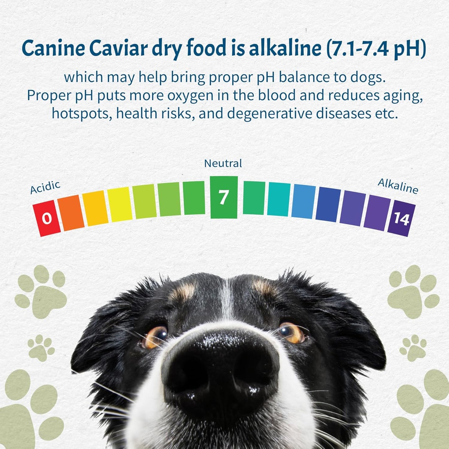 Canine Caviar - Small Breed: Chicken & Whole Ground Oats, Alkaline Dry Dog Food, Limited Ingredients, Gluten-Free, Based on Science & Research, Veterinary Alternative Diet (22 Pound Bag)