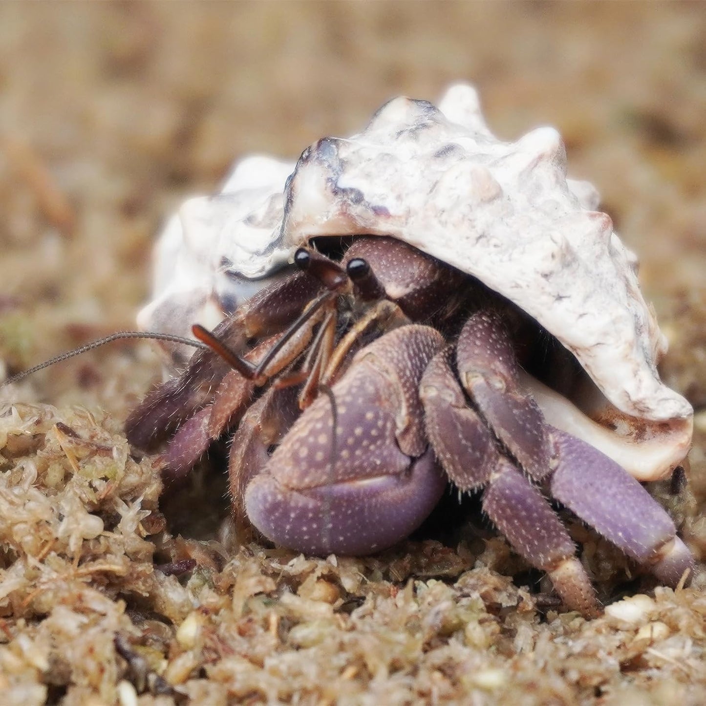 Natural Premium Sphagnum Moss Fiber Substrate for Hermit Crab, Ideal Accessories for Hermit Crab Tanks, Great for Mixing with Hermit Crab Sand