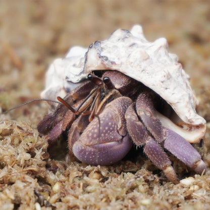 Natural Premium Sphagnum Moss Fiber Substrate for Hermit Crab, Ideal Accessories for Hermit Crab Tanks, Great for Mixing with Hermit Crab Sand