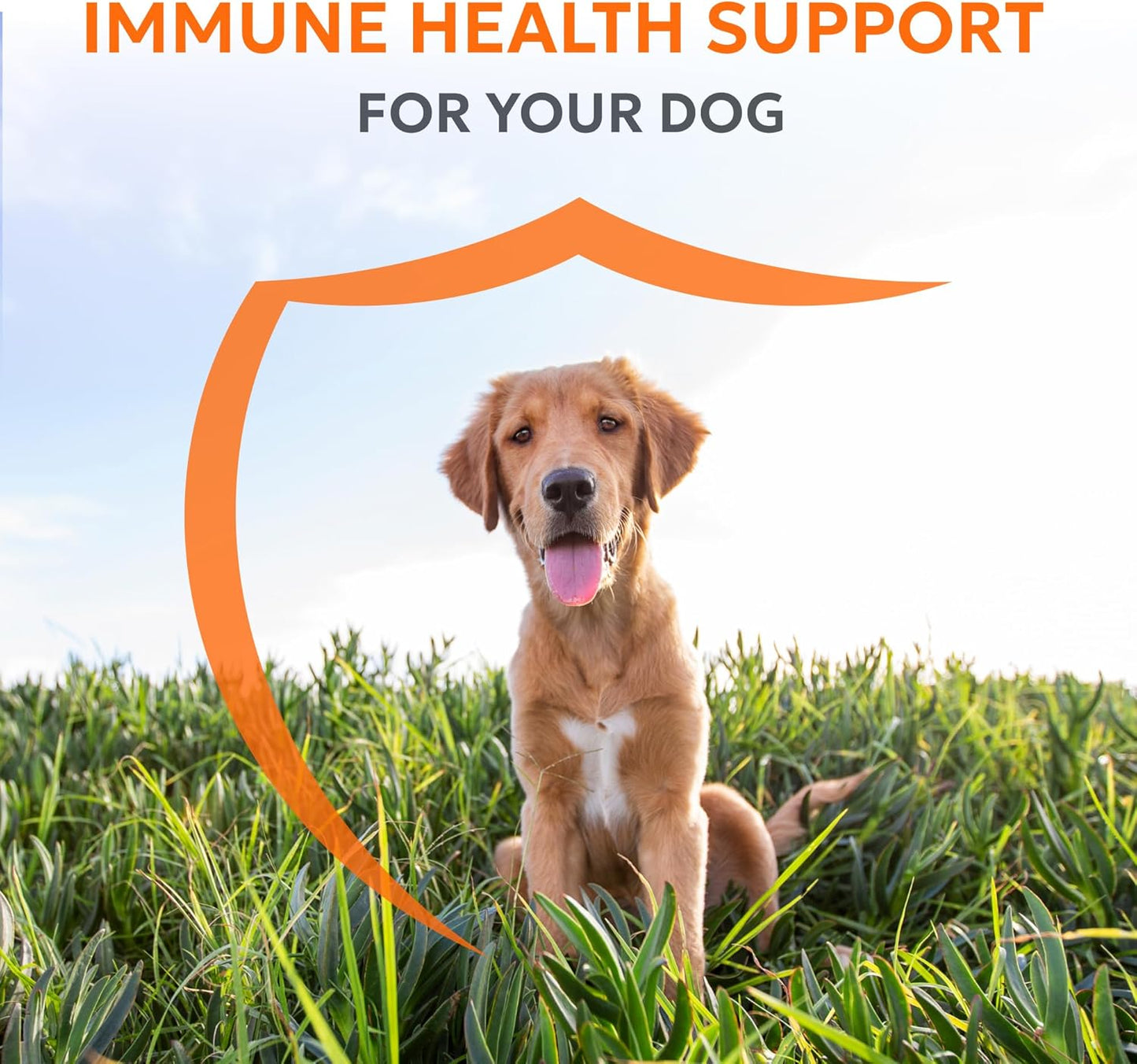 Nutramax Laboratories Nutramax Imuquin Immune Health Supplement Powder for Dogs, with Beta Glucans, Marine Lipids, Vitamins and Minerals, 30 Packets, Updated Version