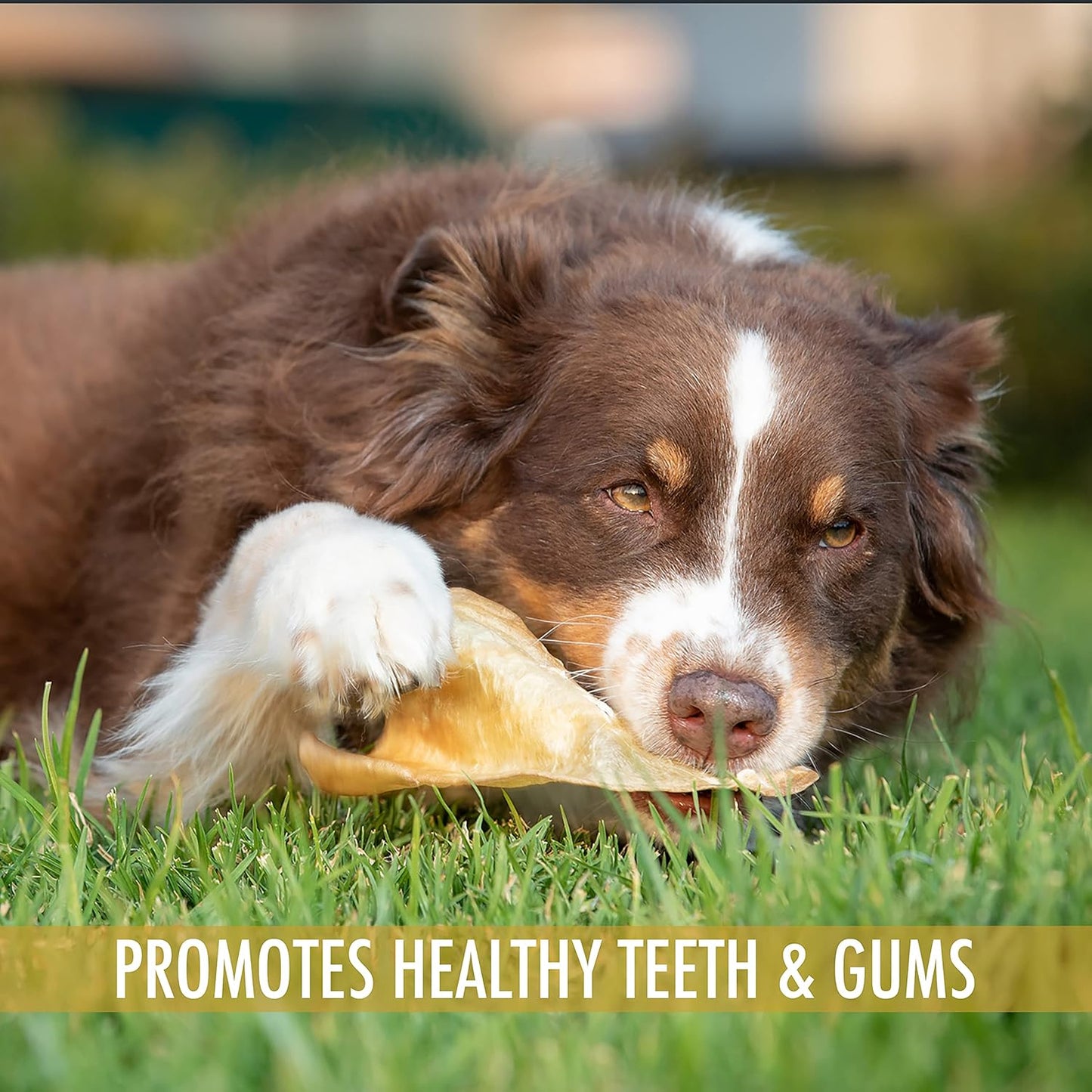 Wild Eats Water Buffalo All Natural Ear Dog Chews, Dog Treats & Snacks - 20 Piece Value Pack (Grain Free Treats - Great Alternative to Pig Ears, Cow Ears, Bones & Rawhides)