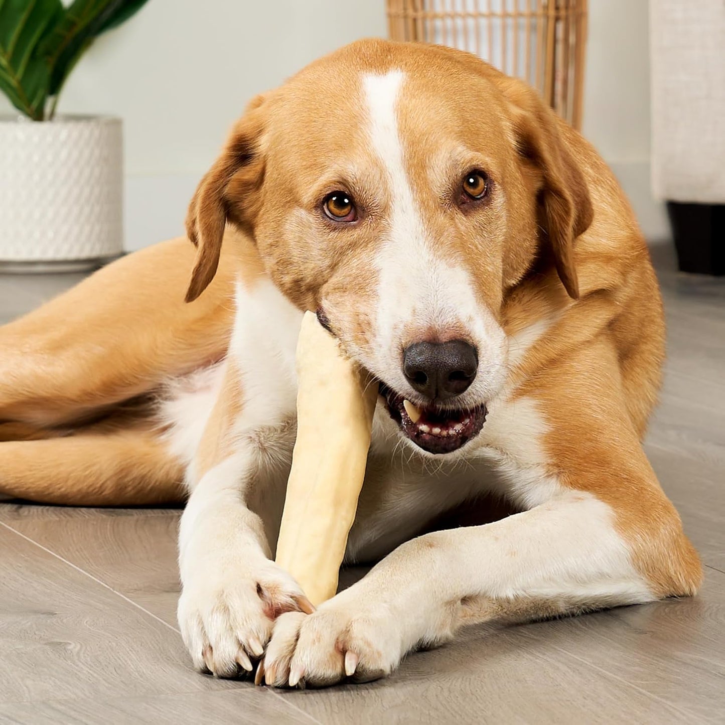 USA Collagen Rolls 9-10" Dog Chew Treats - Natural Flavor, 4 Count/1 Pack