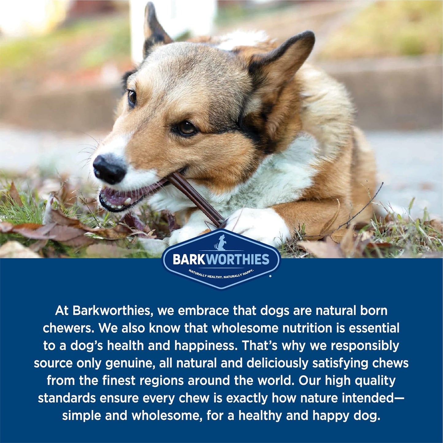 Barkworthies Odor-Free 6 Inch Bully Sticks - 5 Count (Pack of 1) - Protein-Packed, Easily Digestible, All-Natural Rawhide Alternative, Promotes Dental Health