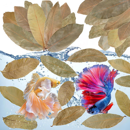 55+ Dried Longan Leaves (4-6 Inch) - Natural Terrarium Leaf Litter for Bioactive Setup, Isopods, Snakes, Frogs, Spiders, Betta Fish- Moisture Retention & Hiding Cover