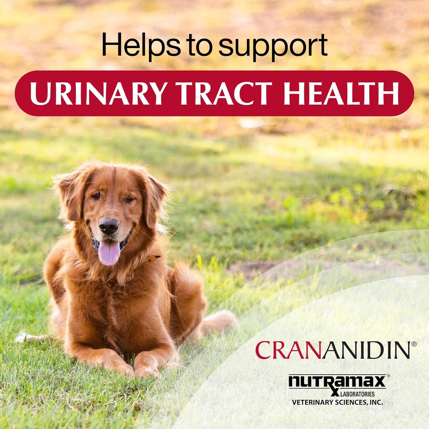 Nutramax Laboratories Crananidin Cranberry Extract Urinary Tract Health Supplement for Dogs, 75 Chewable Tablets