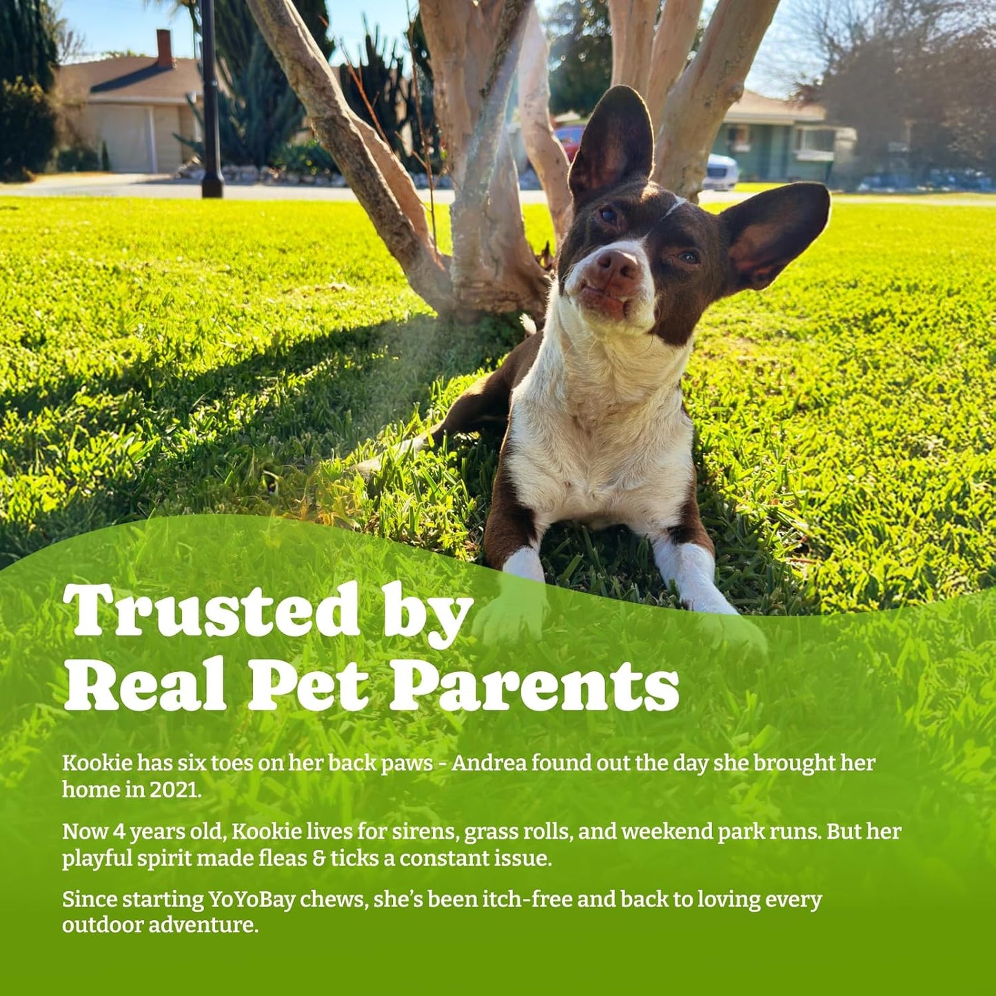 Flea & Tick Prevention for Dogs Chewables, Natural Dog Flea and Tick Control Treatment, Oral Flea Pills, Dogs Supplement, Natural Shield 5-in-1 Protection, Beef & Carrot Flavor, 180 Soft Chews