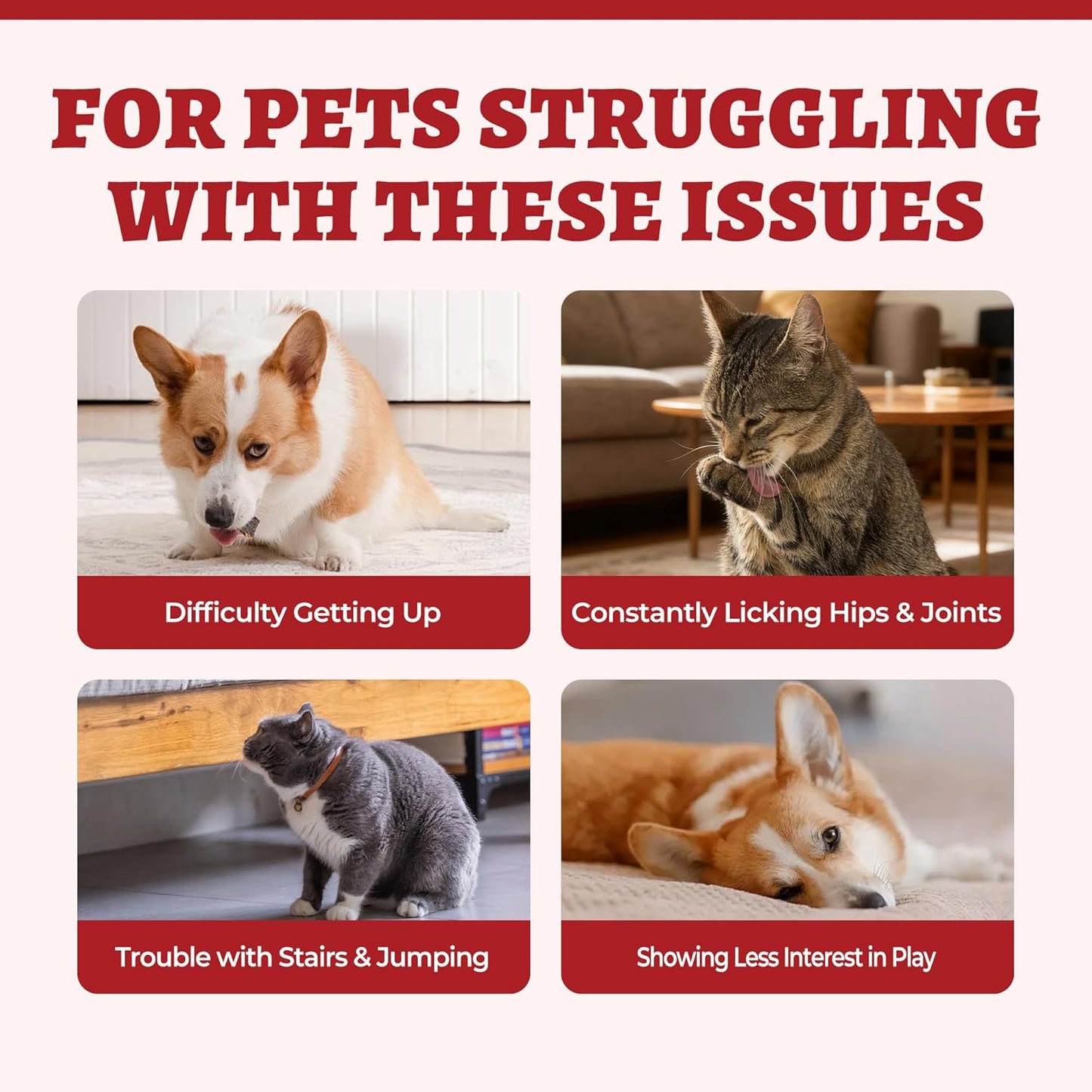 Wellix Large Hip & Joint Supplement for Dogs & Cats – Glucosamine Chondroitin MSM & Turmeric for Dogs – Dog Joint Health, Cat & Dog Arthritis Supplement, Chicken Chondroitin for Puppy & Kitten