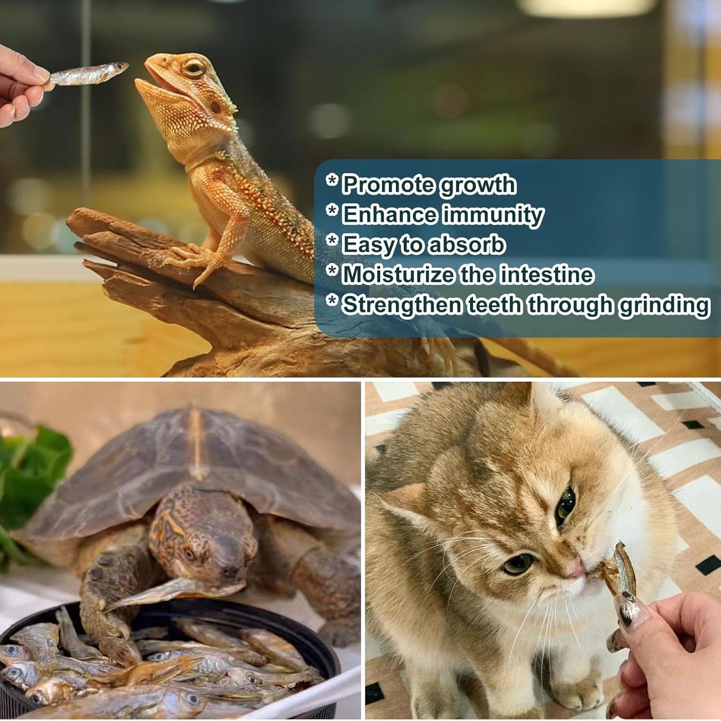 Dried River Fish - Dried Minnows Natural Food for Turtles Terrapins Cats Reptiles Large Tropical Fish（5.5 OZ）