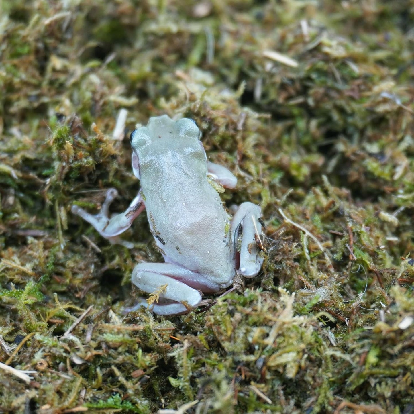 5oz Tree Frog Substrate, Ideal Toad House Terrarium Habitat Supplies