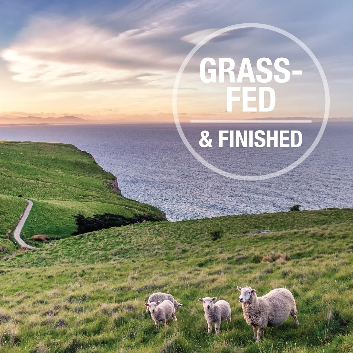 K9 Natural - BPA & Gelatin Free Canned Dog Food - Beef, 6oz (12 Pack) & Grain Free Freeze Dried Dog Food - Beef, 4lb