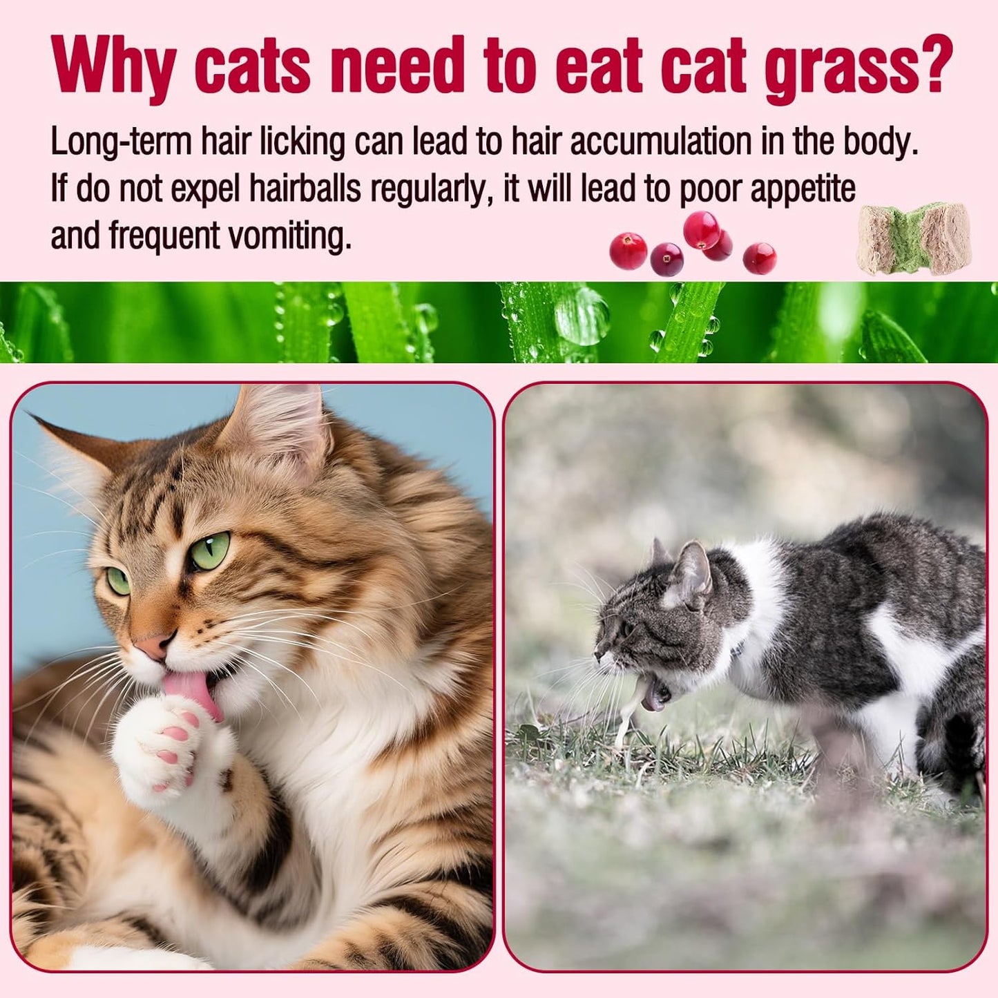 HavenJanny Freezed-Dried Cat Grass Treats, Catgrass Cranberry Duo Bites, Cat Dental Treats for Hairball Control and Urinary Tract Support, Cats Teething Stick (60g, Cranberry)