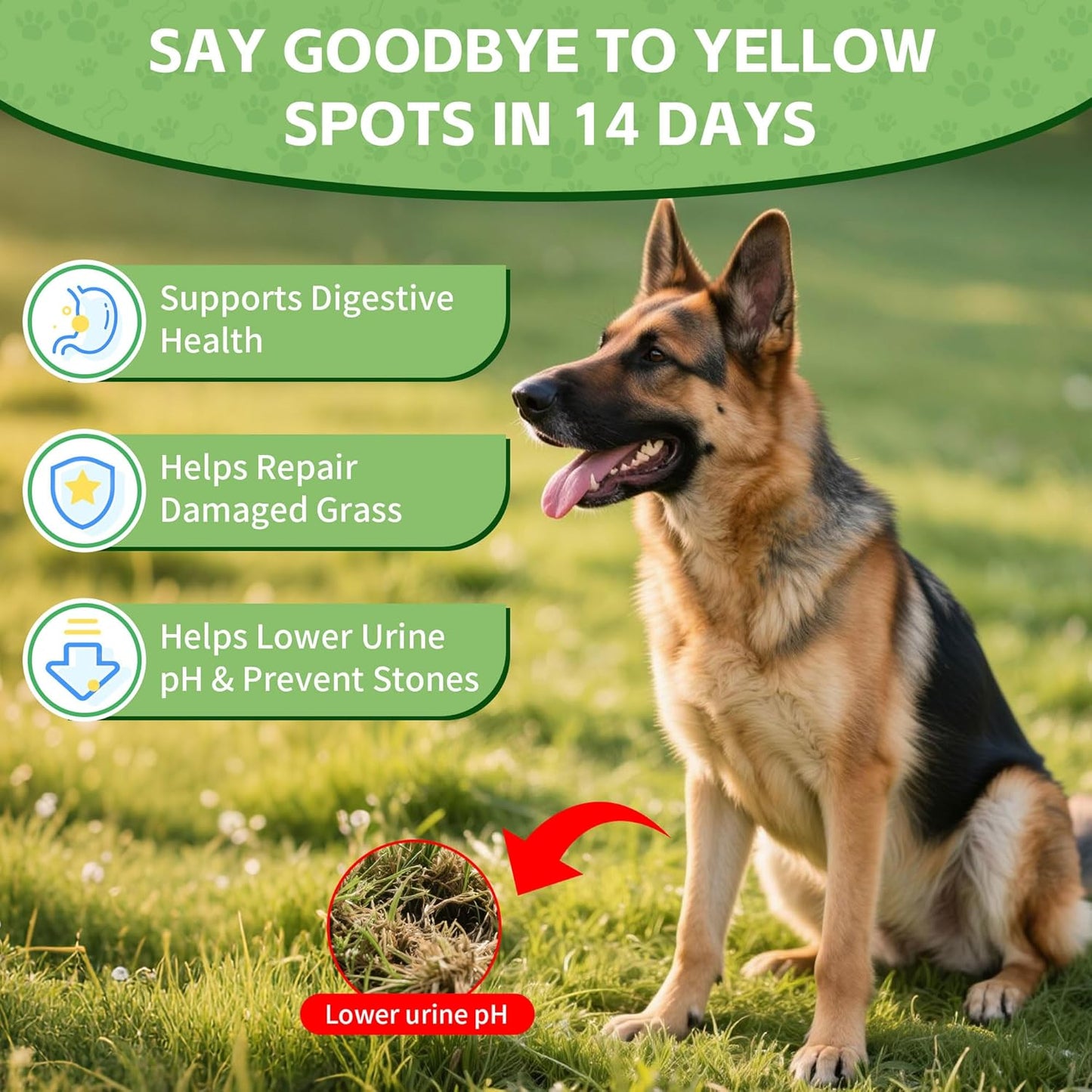 Dog Urine Neutralizer for Lawn -Methionine, Probiotics & Enzymes- - Helps Reduce Lawn Burn from Dog Urine, Supports Digestive and Urinary Health -Veterinarian Recommended- 60ml