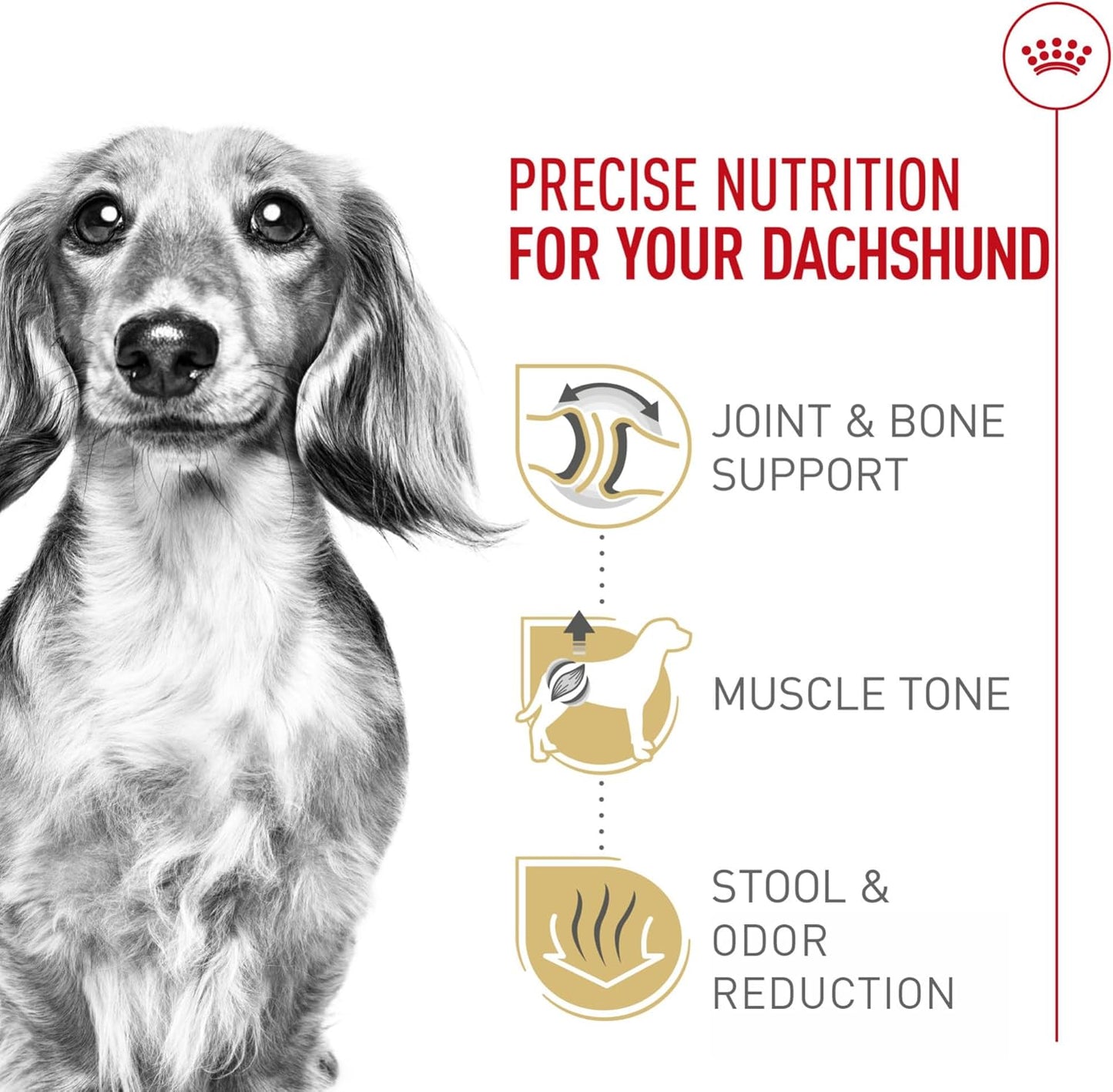 Royal Canin Breed Health Nutrition Dachshund Adult Dry Dog Food, 10 lb Bag