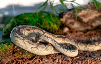 Galápagos (05020) Tropicoco® Husk Bedding for Reptiles, Amphibians, & Terrariums High Absorbency, Eco-Friendly, Dust-Free Perfect for Water Dragons, Tortoises, Snakes, & More, 8QT Compressed Brick