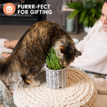 The Cat Ladies Organic Cat Grass for Indoor Cats - Growing Kit with Organic Seed Mix, Soil and Boho Planter with Bamboo Tray. Natural Hairball Control and Digestion Remedy, Cat Gifts