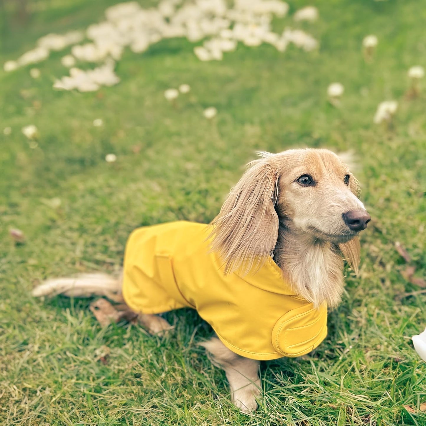 Dachshund Raincoat, Sausage Dog Rain Jacket, Long Dog Coat, Weiner Dog Raincoat, Doxie Rain Jacket (Medium)