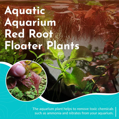 Live Aquarium Red Root Floater Plants - Highly Sought & Removes Nitrates - Easy to Maintain - Increases Beaty - Promote High Water Quality - 4 Ounce Portion