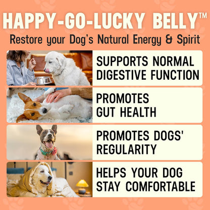 Better Dog Supplements Happy-Go-Lucky Belly by Cesar Millan – Natural Digestive Support Powder for Dogs – Upset Stomach Relief, Gut Balance & Regularity with Herbal Fiber Blend – 4oz (60-Day Supply)