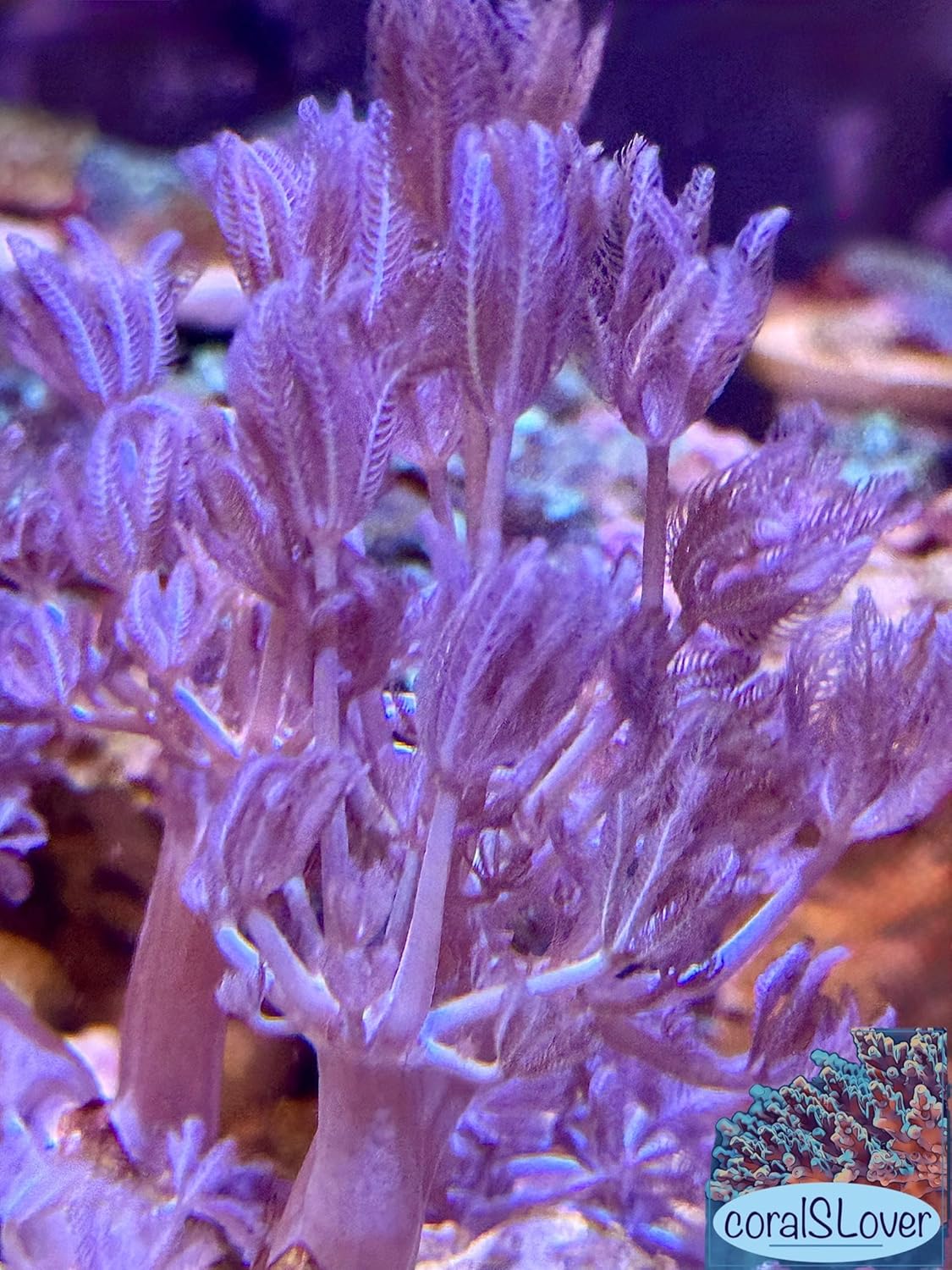 coralSLover. Live Aquaculture Coral Decor – Pulsing Xenia for Saltwater Reef Tanks (Frag)