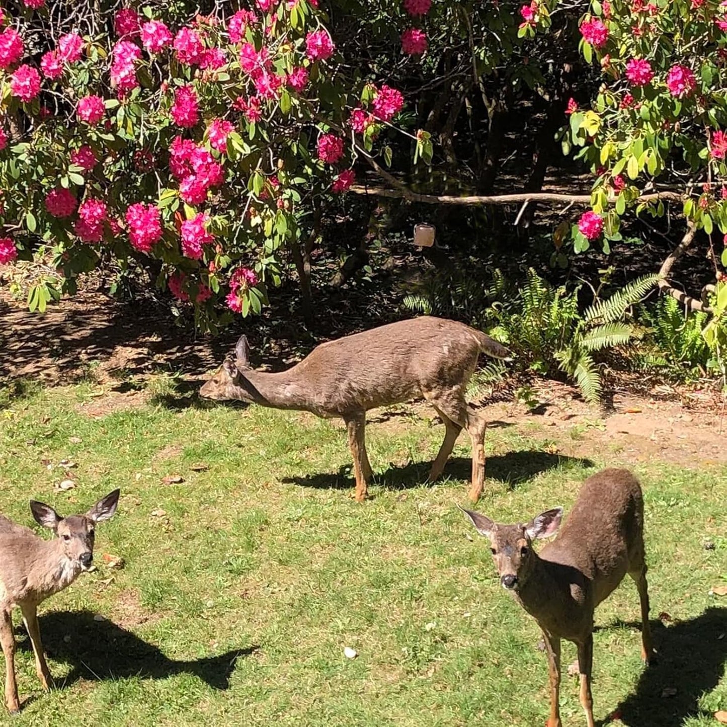 Himalayan Pink Deer Salt Lick on Rope Pack of 2 Natural Organic Mineral Intake Long Lasting Hunting Animal Salt Lick Block for Horses,Cattle,Sheep Livestock(4.8-6.6 lbs)