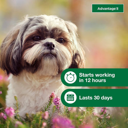 Bundle of Advantage II Small Dogs 3-10 lbs. | 4-Month Supply + Pet Protect Daily Multivitamin for Dogs | 60 Chews with Vitamins