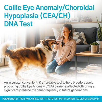 Dog Collie Eye Anomaly Choroidal Hypoplasia (CEA/CH) DNA Test | Home Sample Collection Kit for 1 Dog | Results in 7 Working Days | A Complete Kit with No Extra Fees