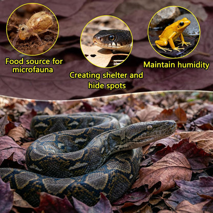 30PCS Premium Indian Almond Leaves - 9.8in Large Catappa Leaf for Snakes, Betta Fish, Shrimp, Aquarium - Release Natural Tannins, Water Softener, Bioactive Leaf Litter for Corn Snake, Ball Python