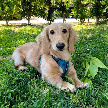 Best Pet Supplies Voyager Step-in Lock Pet Harness w Reflective Pet Leash Combo Set with Neoprene Handle 5ft - Supports Small, Medium and Large Breed Puppies/Cats - Turquoise Set, M