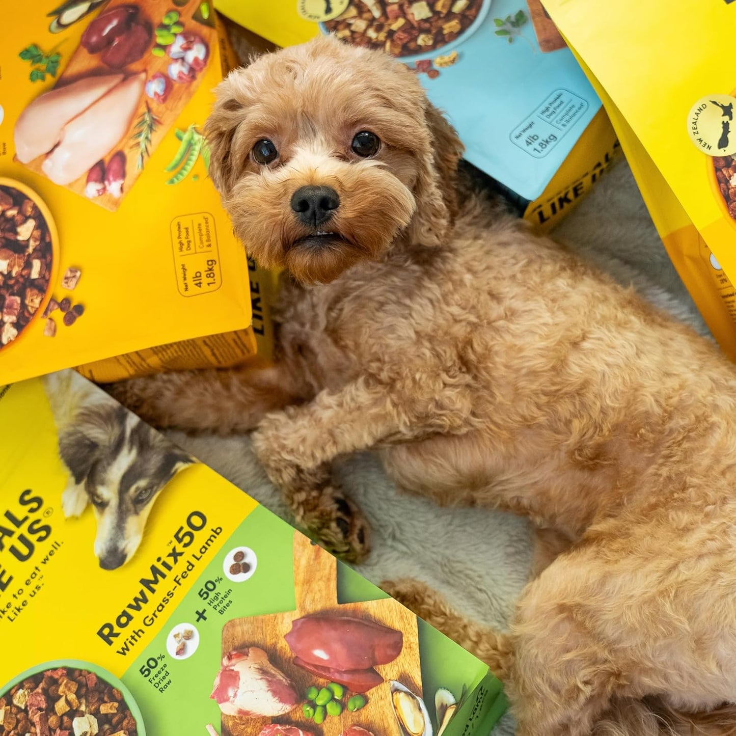 RawMix50 Premium Freeze-Dried Raw Cage-Free Chicken Recipe Dog Food, Protein Rich, Includes Kibble, Non-GMO, No Wheat or Corn, 12 oz