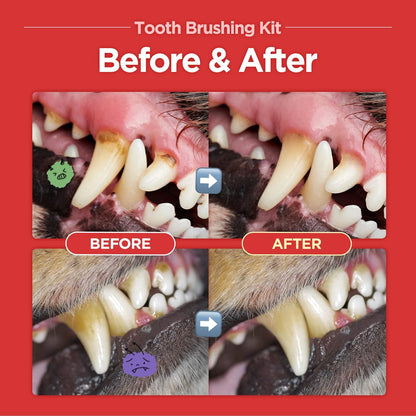 JAYU PET Tooth Brushing Kit - Dental Gel 1EA + Dental Care Brush 1EA | Dog Cat Toothbrush Set, Dental Oral Care Kit