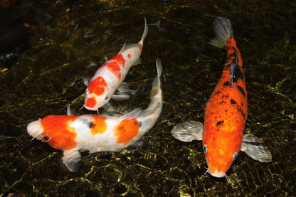 Aquatic Foods Inc. 5oz Tubifex Worm Cubes, Freeze Dried Tubifex Floating Cubes for Cichlids, Marine Fish, Koi & Pond Fish, All Tropical Fish, Land & Aquatic Turtles 5.0oz Bag