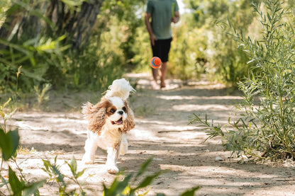 Chuckit! Ultra Ball Dog Toy, Balls for Dogs to Fetch, Durable Rubber, Small 2-inch, Pack of 2