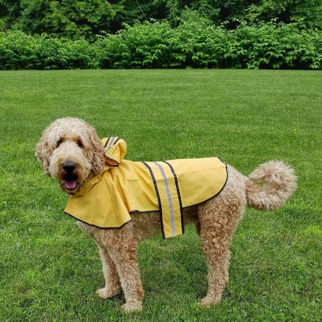 SPOT Rainy Days Slicker - Yellow Dog Rain Jacket With Hood, Reflective Strip for Safety, Leash Hole & Adjustable Velcro Belly Strap, 100% Polyester Water Resistant Pet Raincoat - Medium, 13in Long