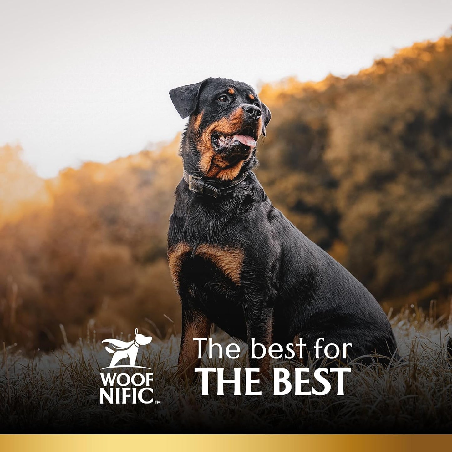 Braided Collagen Sticks for Dogs (6 Inch - 7 Pack), – Premium All-Natural, Odor-Free, High-Protein Chews, Supports Skin, Coat & Joint Health – Perfect for Medium & Large Dogs