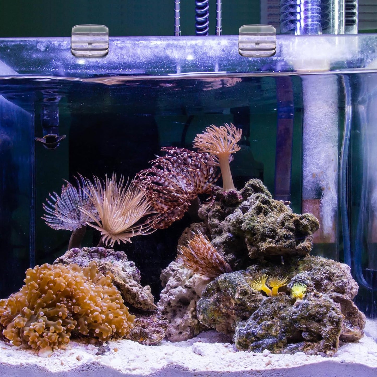 Chunful 12 Pcs Aquarium Lid Clips Rimless Fish Tank Top Cover Rim Lid Support Holder Clip Clear PC Aquarium Hoods Clamps for 1/8" to 3/16" Glass