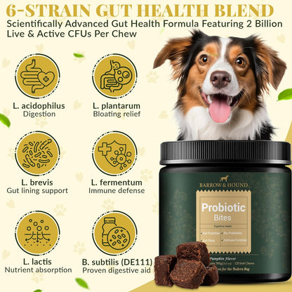 Barrow & Hound Probiotic Bites for Dogs – 6-Strain Probiotics & Pumpkin for Gut Health & Immune Support – 120 Soft Chews – Pumpkin Flavor