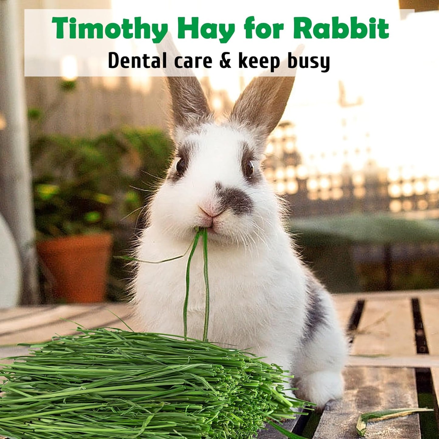 Fhiny Timothy Hay for Rabbit, 3.3LB Hand-Selected Premium Natural Timothy Hay Chinchilla Hay Hamster Food for Bunny Guinea Pig Chinchilla Hamster & Other Small Animals
