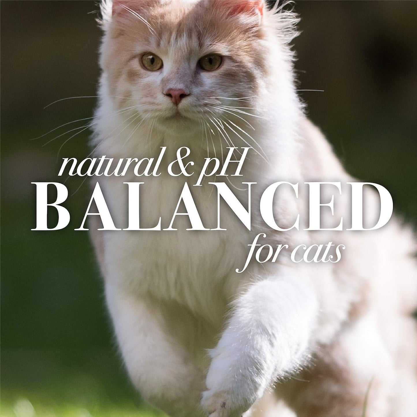 Burt's Bees for Pets Dander Reducing Cat Spray with Colloidal Oat Flour and Honey - Cat Dander Remover Gives Dry Skin Relief for Cats, Essential Kitten Supplies for Allergy Relief, 10 Fl Oz
