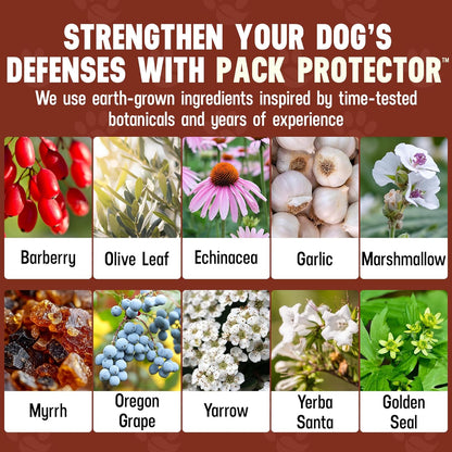 Better Dog Supplements Pack Protector by Cesar Millan – Natural Immune Support Powder for Dogs – Daily Immunity, Vitality & Internal Balance with Herbal Antioxidant Blend – 4oz (60-Day Supply)