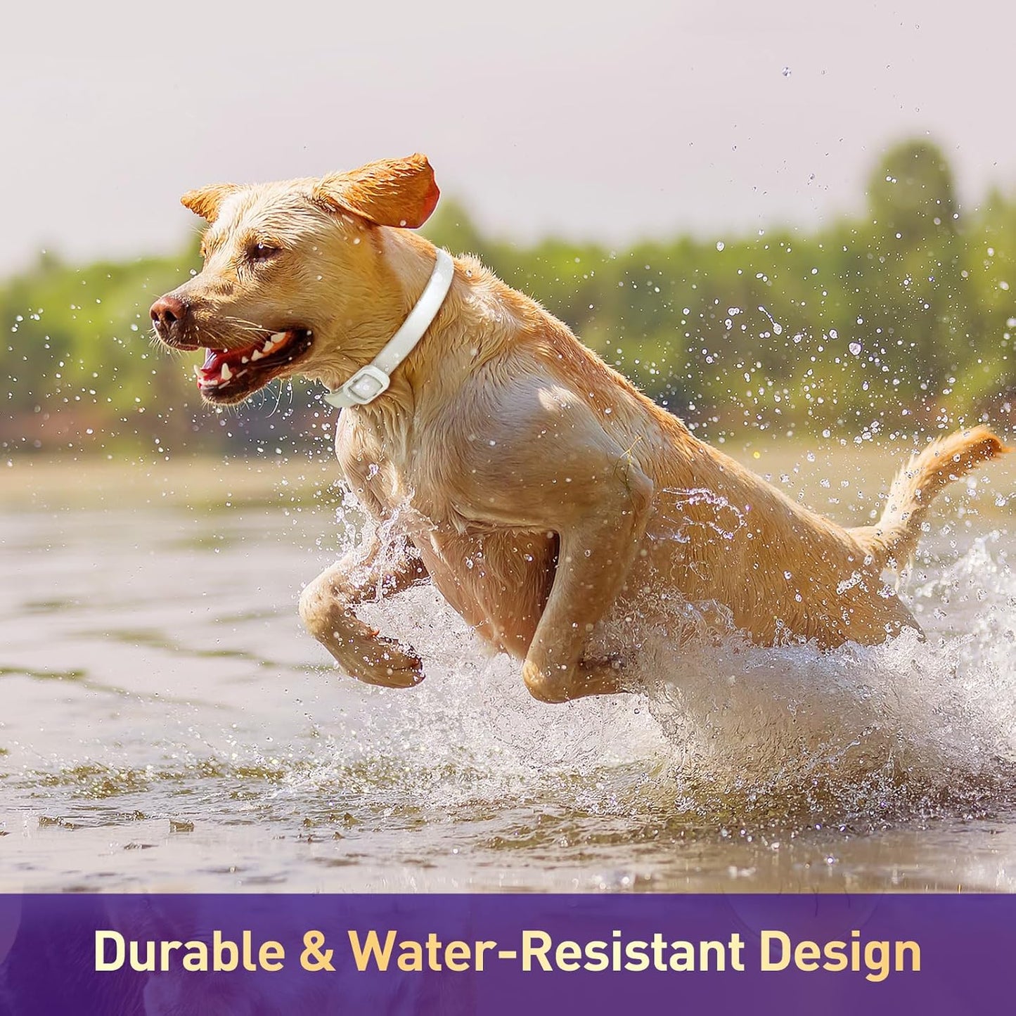 Flea and Tick Collar for Dogs 4 Packs,Dog Collars with Natural Essential Oils,Waterproof, Adjustable for Small Medium Large Dogs,Safe for Puppies