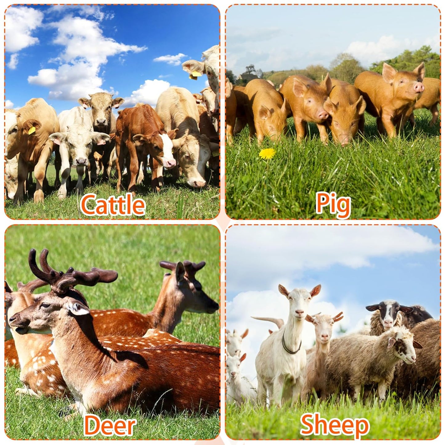 4PCS Livestock Scratch Brushes, Green (Including 304 Stainless Steel Screws, Best Firm Bristle Brushes, Suitable for Horses, Cows, Sheep, Pigs, Deer etc.)