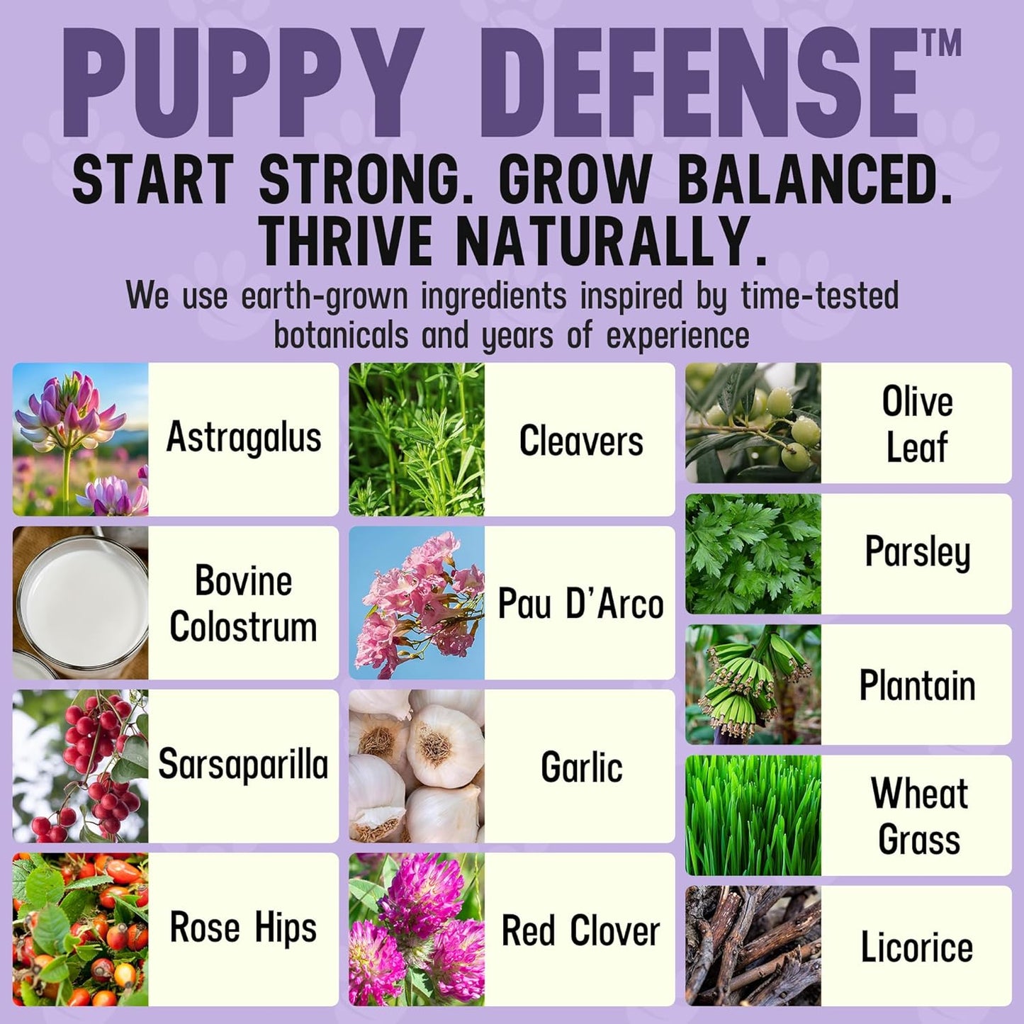 Better Dog Supplements Puppy Defense by Cesar Millan – Natural Immune Support Powder for Young Dogs – Immunity, Gut Balance, Digestive Health & Early Wellness – 4oz, (60-Day Supply)