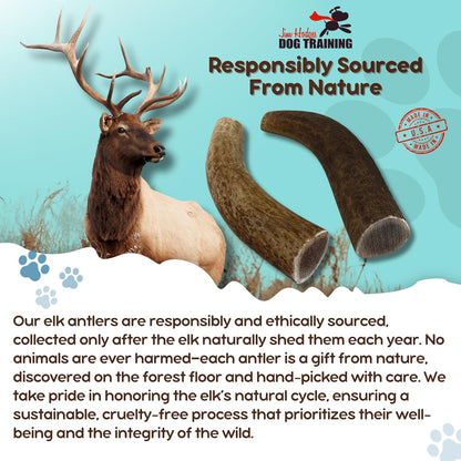 Grade A Premium Quality Elk Antler Dog Chews, Naturally Shed No Preservatives for Mild to Aggressive Chewers, Long Lasting Bone Treat Made in USA (Large Whole 2 Pack)