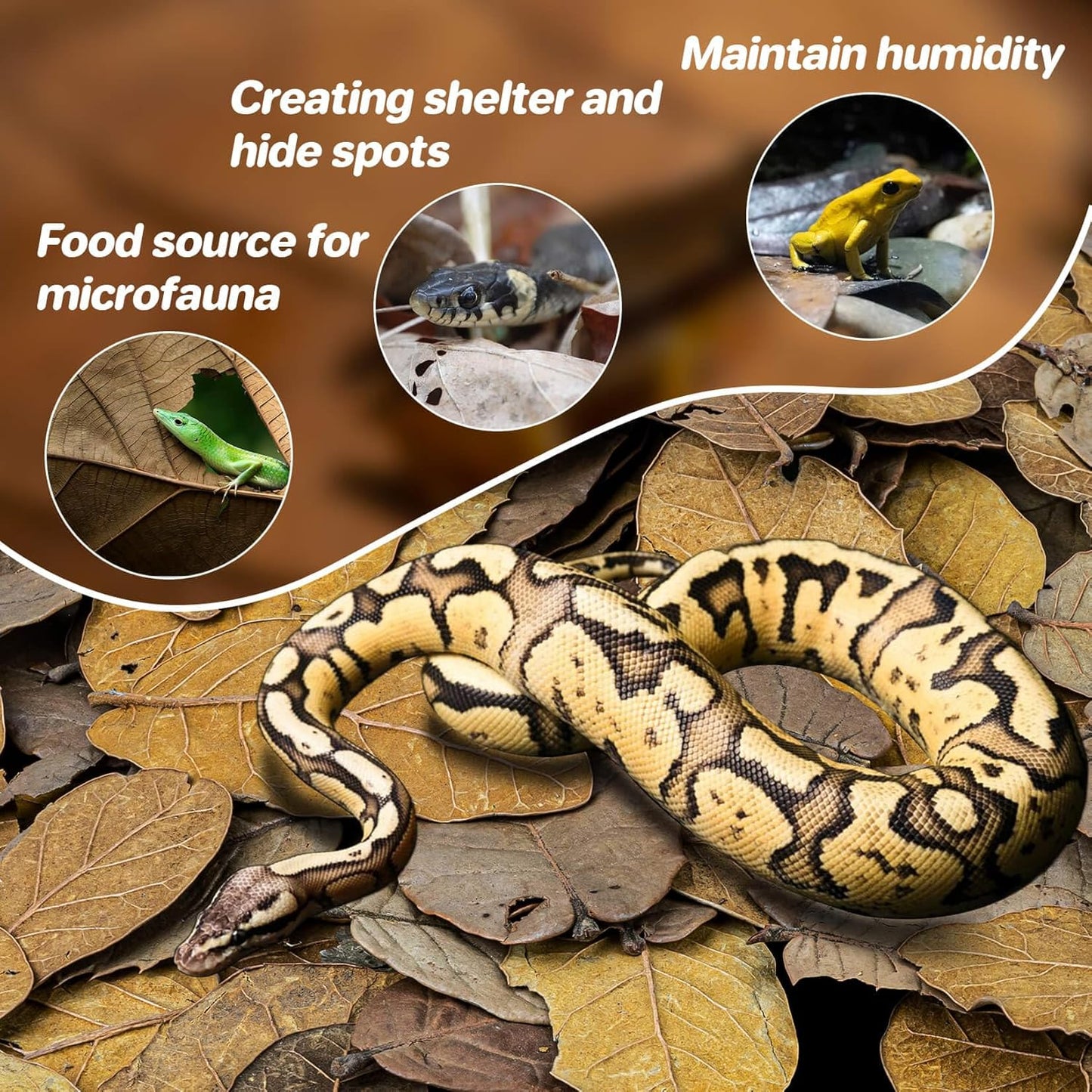 MAQIHAN 7 OZ Dry Oak Leaf Litter - Leaf Litter for Reptiles Oak Leaves for Isopods Live Substrate for Snakes, Frogs, Isopods, Terrarium Bedding