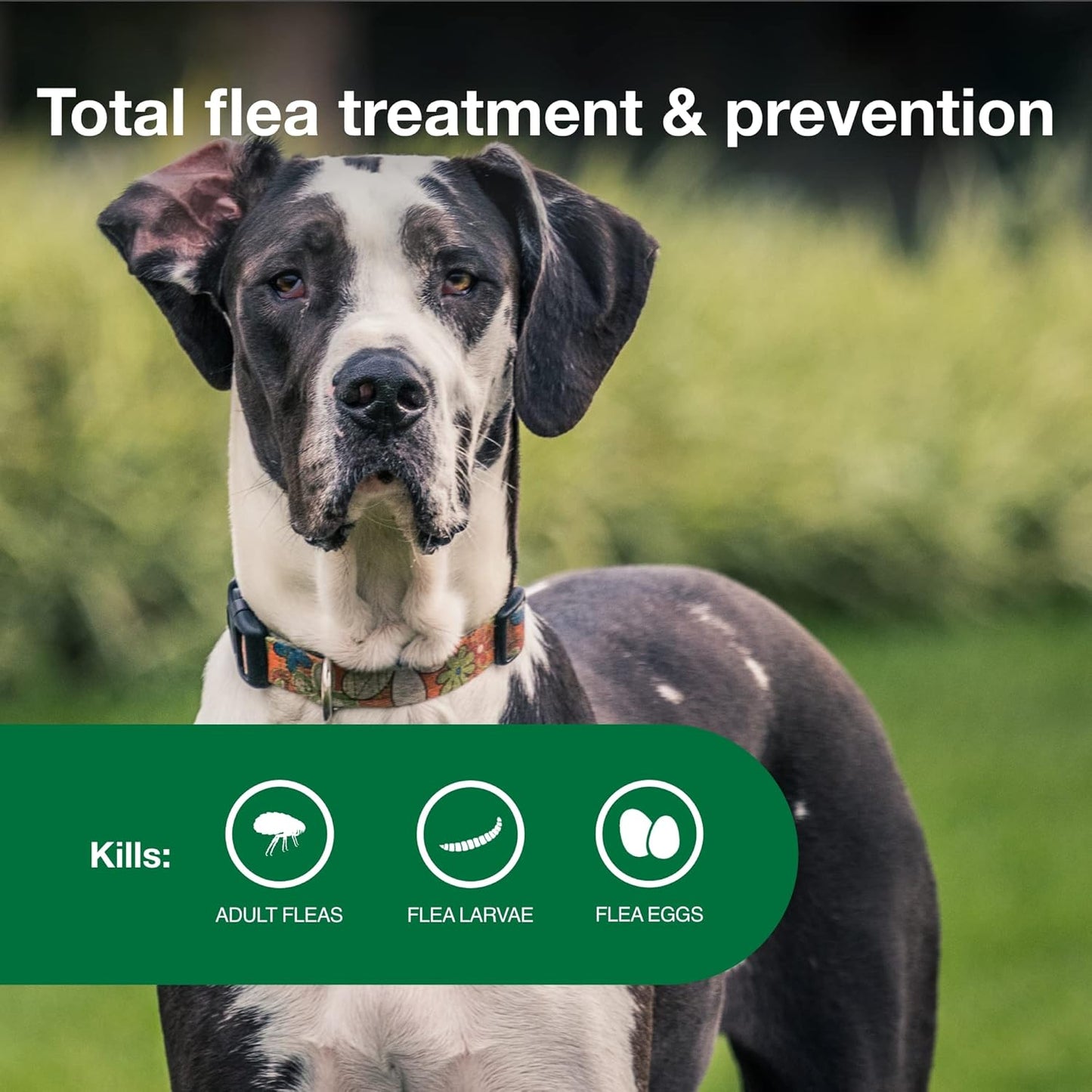 Bundle of Advantage II XL Dog| Dogs Over 55 lbs. | 4-Month Supply + Pet Protect Body Comfort+ Supplement for Dogs | 60 Chews